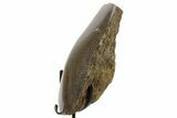 Fossil Dinosaur Bone Section w/ Metal Stand - Texas #377867-3
